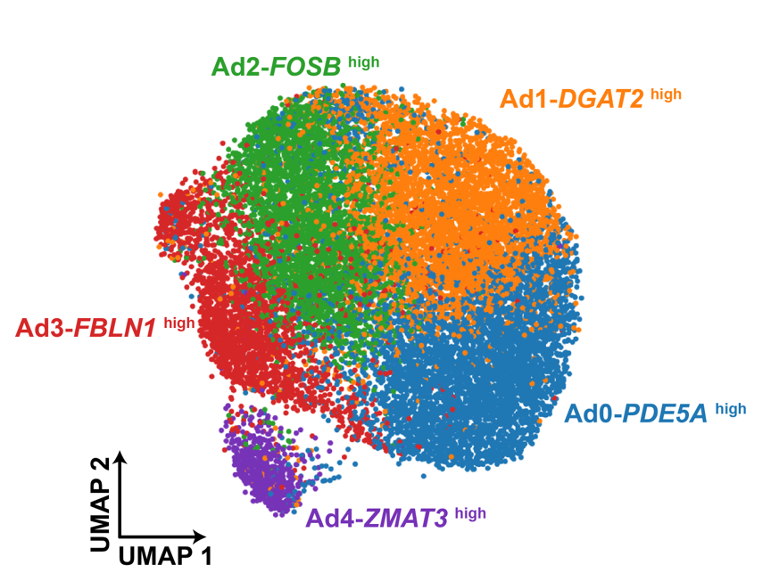 hierarchical clustering